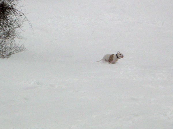 6mooseplayinginsnow