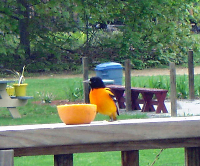 oriole04large