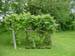 Grape Arbor