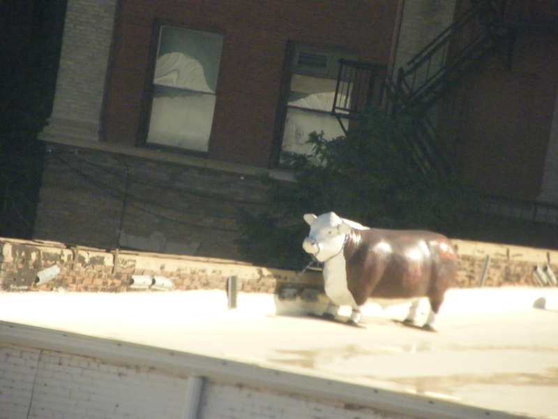 Cow on da roof, Denver