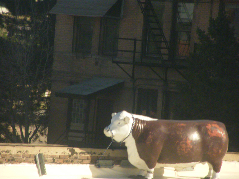 Cow on the roof, Denver