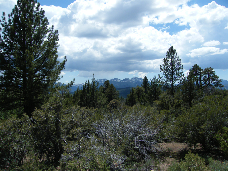 From the top of Monitor pass at about 8000 feet