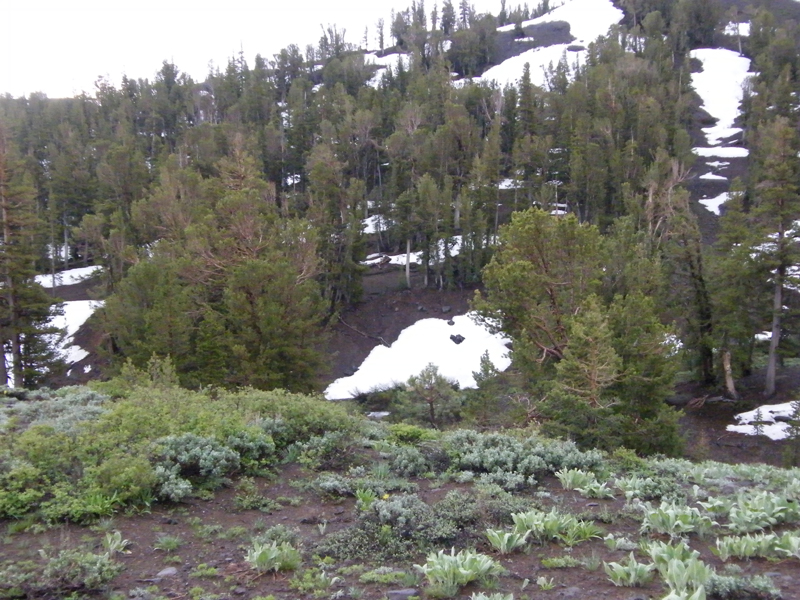 Sonora Pass9
