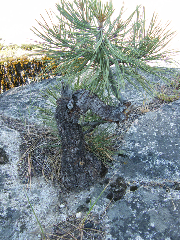 Stanislaus river20