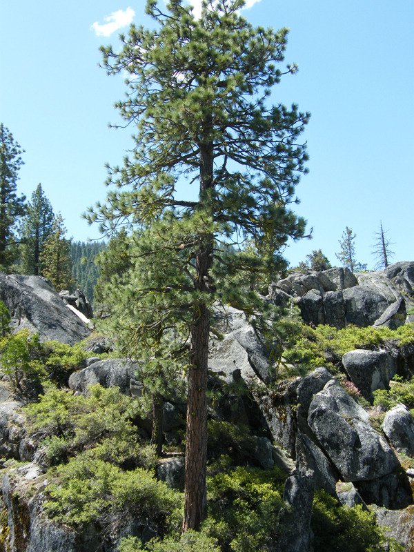 Stanislaus river22