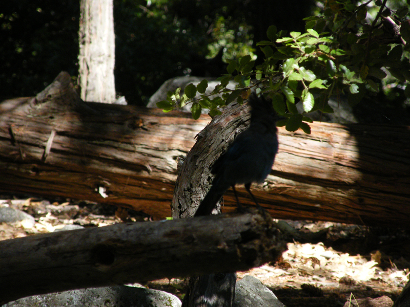 Yosemite falls11