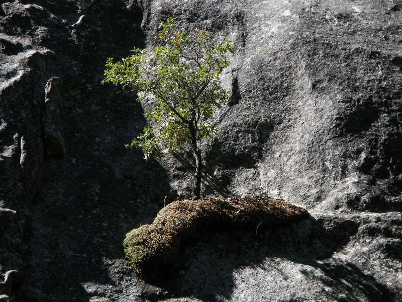 Yosemite falls13