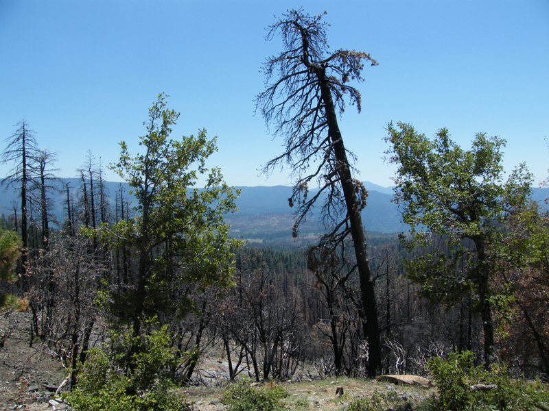 fire damage, Yosemite