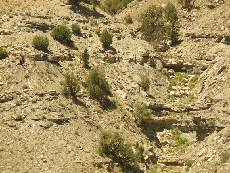 rocks and tree detail