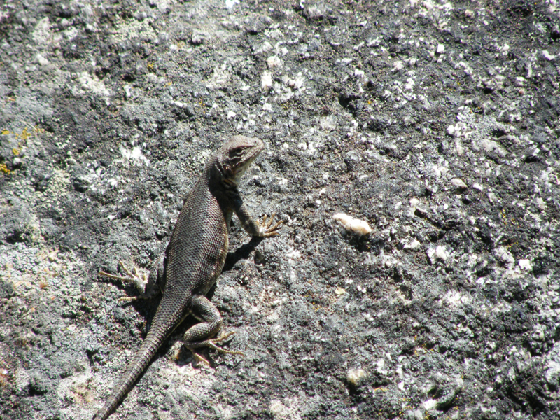 the leetle leezard