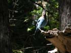 Blue bird at Yosemite falls12