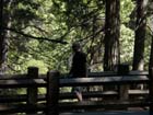 Yosemite falls10