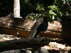 Yosemite falls11
