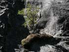 Yosemite falls13