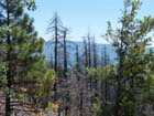 Yosemite