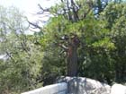 Yosemite5