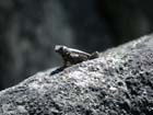 leetle leezard