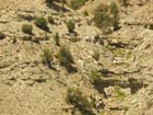 rocks and tree detail